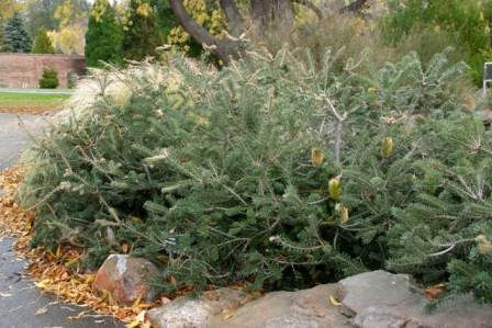 Banksia marginata dwarf